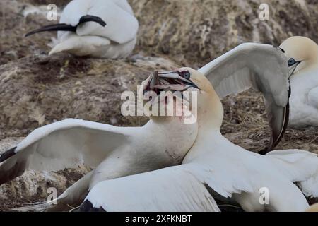 Gannetti del Nord (Morus bassanus) che combattono nella colonia nidificante, Great Saltee Island, Contea di Wexfod, Irlanda. Giugno. Foto Stock