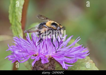 Hoverfly (Volucella bombylans) femmina, a White-tailed Bumblebee Mimic, Sutcliffe Park Nature Reserve, Eltham, Londra, Regno Unito luglio Foto Stock