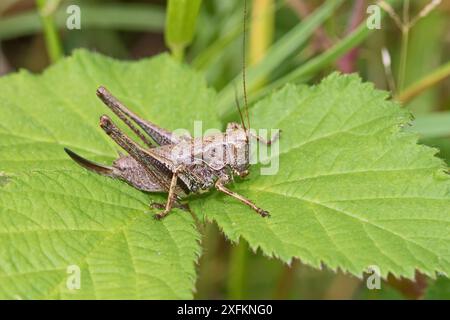 Dark Bush-cricket (Pholidoptera griseoptera) femmina, Hutchinson's Bank, New Addington, Londra Regno Unito agosto Foto Stock