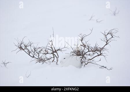 Lepre artica (Lepus arcticus) nella neve, Churchill, Baia di Hudson, Manitoba, Canada. Novembre. Foto Stock