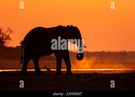 Elefante africano (Loxodonta africana) tramonto, Parco Nazionale del Chobe, Botswana. Foto Stock