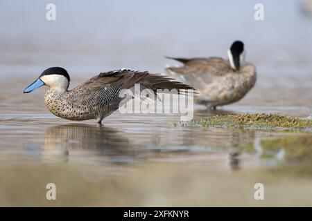 Puna Teals (Anas puna) Parco Nazionale Sajama, altiplano, Bolivia settembre Foto Stock