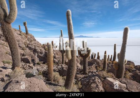 Isla / Isola Incahuasi con cactus nelle saline di Salar de Uyuni, Altiplano, Bolivia Foto Stock