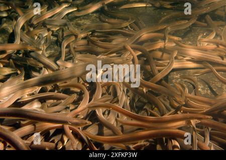 Anguilla europea (Anguilla anguilla) che nuotano in un grande serbatoio di tenuta a UK Glass Eels, prima di essere reintrodotta in un lago in Galles, Gloucester, Regno Unito, ottobre 2016 Foto Stock