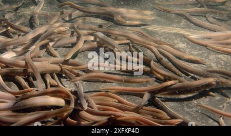 Anguilla europea (Anguilla anguilla) che nuotano in un grande serbatoio di tenuta a UK Glass Eels, prima di essere reintrodotta in un lago in Galles, Gloucester, Regno Unito, ottobre 2016 Foto Stock