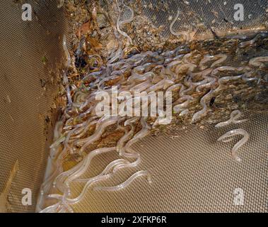 Giovani anguille europee (Anguilla anguilla), o anguille di vetro, catturate su licenza in una rete di immersione di dimensioni legali su una marea in aumento sul fiume Parrett di notte, Somerset, Regno Unito, marzo 2016 Foto Stock