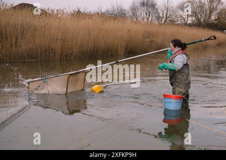 Anna Carey pesca sotto licenza, lanciando una rete di immersione legalmente dimensionata per giovani anguille europee (Anguilla anguilla), o anguille di vetro, su una marea crescente sul fiume Parrett al tramonto, Regno Unito, marzo 2016 Foto Stock