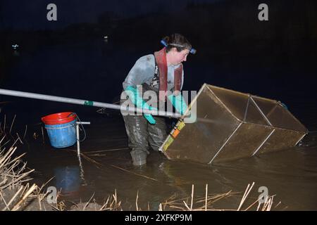 Anna Carey pesca sotto licenza con una rete di immersione legalmente dimensionata per giovani anguille europee (Anguilla anguilla), o anguille di vetro, su una marea crescente sul fiume Parrett di notte, Somerset, Regno Unito, marzo 2016 Foto Stock