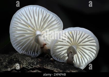 Sgabelli in porcellana (Oudemansiella mucida) New Forest, Hampshire, Regno Unito, ottobre. Foto Stock