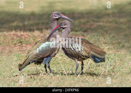 Hadada ibis (Hagedashia hagedash) adulto maschio e femmina, Naivasha, Kenya Foto Stock