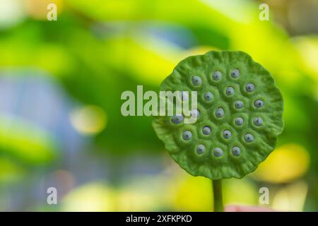 Baccello di semi di loto indiano (Nelumbo nucifera), giardino botanico di Meise, Belgio. Foto Stock