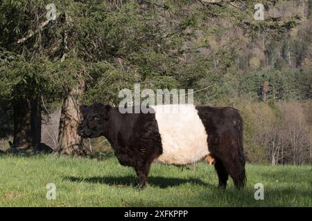 Vacca di Galloway con cintura nel pascolo primaverile, regione di Litchfield Hills, Cornovaglia occidentale, Connecticut, Stati Uniti. Foto Stock