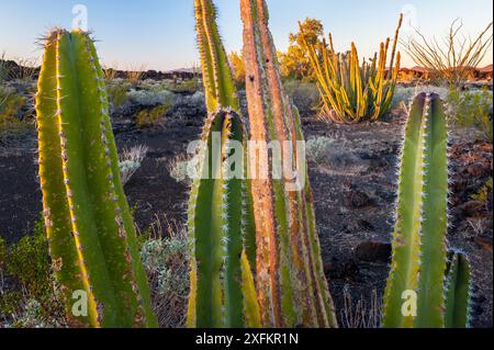 Cactus Senita (Lophocereus schottii) nella riserva della biosfera del Pinacate e del Grand Desert, che circonda il muro di confine lungo il confine tra Stati Uniti e Messico attraverso il deserto di Sonora in Arizona e Messico. Foto Stock