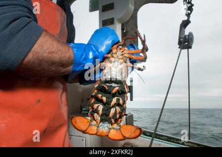 Lobsterman tiene l'aragosta americana (Homarus americanus) femmina che trasporta uova sul lato inferiore della coda, è illegale catturare l'animale con le uova in modo che questo venga riportato in mare, Portland, Maine, USA ottobre. Modello rilasciato. Foto Stock