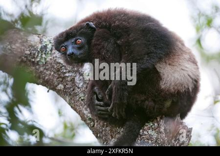 Sifaka di Milne-Edoardo (Propithecus edwardsi), Ialatsara, Madagascar Foto Stock