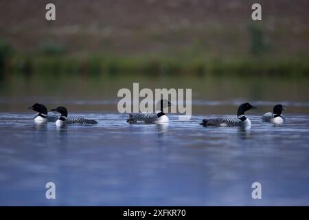 Great Northern Divers (Gavia immer) sull'acqua, Islanda, agosto. Foto Stock