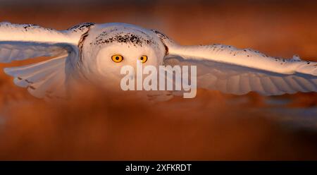 Primo piano di Snowy Owl (Bubo scandiaca) femmina Flying low, Canada, febbraio. Foto Stock