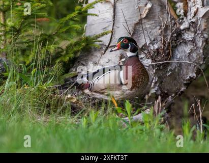 Anatra da legno (Aix sponsa) drake in breeding plumage against Paper betch (Betula papyrifera) Acadia National Park, Maine, USA June Foto Stock