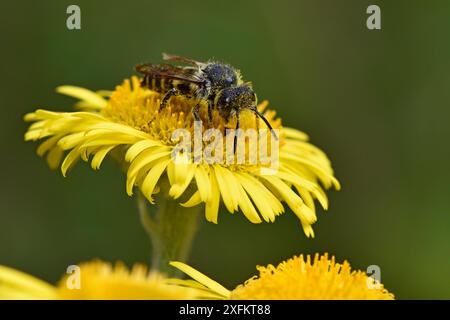 Api dalla coda affilata (Coelioxys elongata) maschi che si nutrono di nettare dal fiore Fleabane, Oxfordshire, Inghilterra, Regno Unito, agosto Foto Stock