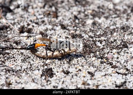 Sabbia Wasp (Ammophila pubescens) portante paralizzato caterpillar di comune heath tarma (Ematurga atomaria) torna a scavare, Surrey, Regno Unito, Agosto Foto Stock