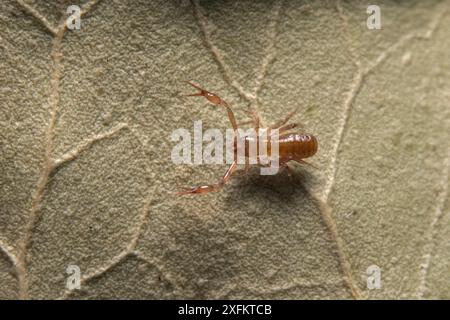 Chthonid artigliato a fossette / Pseudoscorpion (Chthonius tetrachelatus) pseudoscorpione lungo 1,7 mm di solito trovato in lettiera in decadenza, Londra, Inghilterra, Regno Unito, luglio. Prigioniero Foto Stock