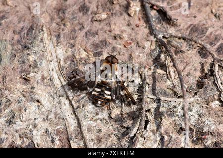 Mosca delle api motorizzata (Thyridanthrax fenestratus) mosca delle api che le larve parassitano i nidi della vespa da scavo Ammophila pubescens, Surrey, Inghilterra, Regno Unito, agosto. Foto Stock