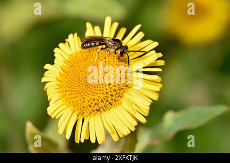 Common Furrow Bee (Lasioglossum calceatum) femmina che si nutre di nettare da Common Fleabane, Oxfordshire, Inghilterra, Regno Unito, agosto Foto Stock