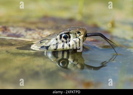 Serpente d'erba (Natrix natrix) degustazione di aria con lingua in stagno, Surrey, Inghilterra, Regno Unito, aprile Foto Stock