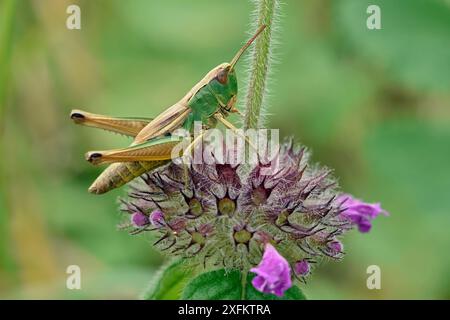 Cavalletta verde comune (Omocestus viridulus) seduta sul fiore del basilico selvatico, Oxfordshire, Inghilterra, Regno Unito, luglio Foto Stock