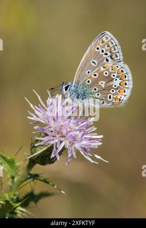 Farfalla blu comune (Polyommatus icarus) che si nutre dal fiore di cardo, Oxfordshire, Inghilterra, Regno Unito, agosto Foto Stock