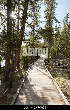 Un'area boscosa con un sentiero che conduce attraverso di essa. Il sentiero è fatto di legno ed è circondato da alberi. L'area sembra essere una foresta, e il percorso è a. Foto Stock