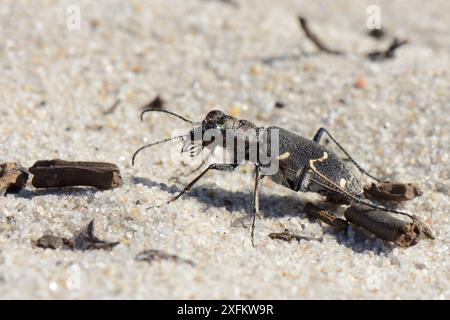 Scarabeo della tigre (Cicindela sylvatica), caccia sulle dune di sabbia costiere, Studland Heath, Dorset, Regno Unito, luglio. Foto Stock