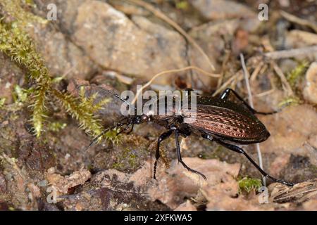 Scarabeo granulare (Carabus granulatus) che cammina sul sentiero della foresta, Knapdale, Scozia, Regno Unito, maggio. Foto Stock