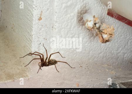 Ragno femminile (Tegenaria sp.) Con un'ampia rete di fogli e due sacchetti di uova, in un capannone, Cornovaglia, Regno Unito, giugno. Foto Stock