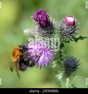 Tree bumblebee (Bombus hypnorum) foraging su fiorifero strisciante (Cirsium arvense) in un prato, Wiltshire, Regno Unito, luglio. Foto Stock