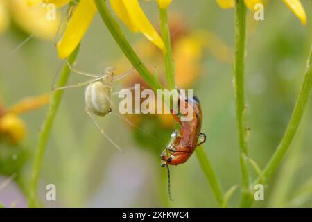 Ragno femminile dai piedi pettinati (Enoplognatha ovata) che avvolge un coleottero rosso comune (Rhagonycha fulva) con seta dopo averlo iniettato con veleno. Chalk Grassland Meadow, Wiltshire, Regno Unito, luglio. Foto Stock