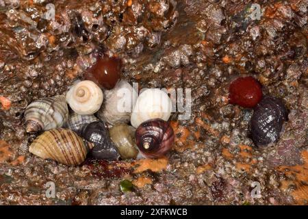 Gruppo di cuccioli di cane (Nucella lapillus) in un crevizio di roccia intertidale tra i barnacoli di Acorn (Balanus perforatus) e gli anemoni di Beadlet (Actinia equina), Cornovaglia, Regno Unito, aprile. Foto Stock