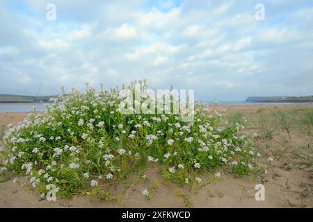 Ammasso di razzi marini (Cakile maritima) con fiori bianchi in alto su una spiaggia sabbiosa su basse dune di sabbia, Daymer Bay, Trebetherick, Cornovaglia, Regno Unito, settembre. Foto Stock