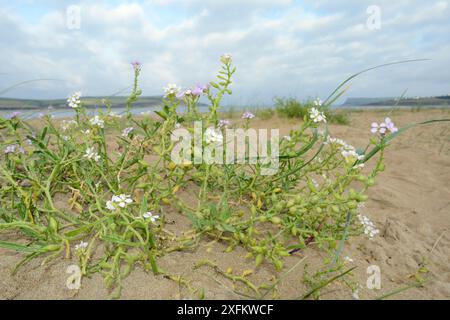 Ammasso di razzi marini (Cakile maritima) con fiori rosa e bianchi in alto su una spiaggia sabbiosa su basse dune di sabbia, Daymer Bay, Trebetherick, Cornovaglia, Regno Unito, settembre. Foto Stock