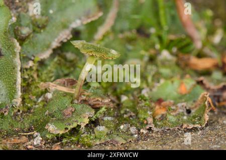 Verruca comune (Marchantia polymorpha subsp. Ruderalis) con anterofori maschili e tazze asessuali gemma, che crescono su un sentiero di giardino, Wiltshire, Regno Unito, luglio. Foto Stock