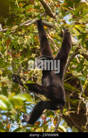 WESTERN hoolock gibbon (Hoolock hoolock) maschio appeso al ramo, Assam, India. Foto Stock