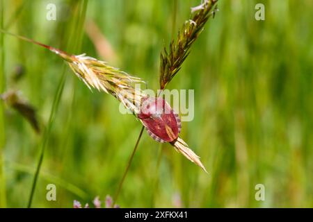 Tartaruga europea (Eurygaster testudinaria). Surrey, Inghilterra, Regno Unito, giugno. Foto Stock