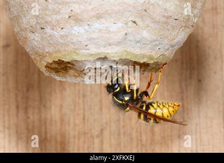 Vespa saxonica (Dolichovespula saxonica) regina che entra nel suo nido. Surrey, Inghilterra, Regno Unito, maggio. Foto Stock
