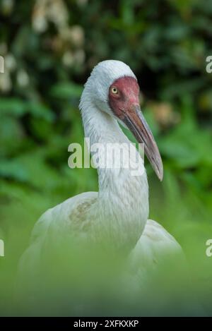 Gru siberiana (Grus leucogeranus) specie gravemente minacciate, captive Foto Stock