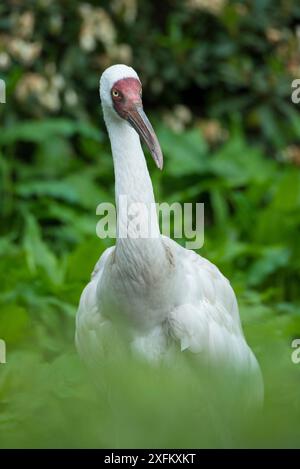 Gru siberiana (Grus leucogeranus) specie gravemente minacciate, captive Foto Stock