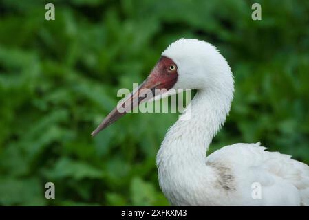 Gru siberiana (Grus leucogeranus) specie gravemente minacciate, captive Foto Stock