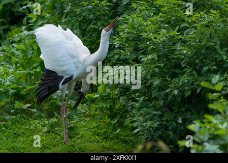 Gru siberiana (Grus leucogeranus) in cattività, gravemente minacciata Foto Stock