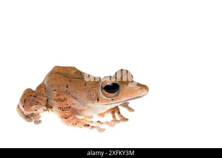 Rana di Collett (Polypedates colletti) prigioniera Foto Stock