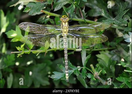 Southern Hawker dragonfly (Aeshna cyanea) maschio che riposa a Hedgerow, Norfolk, Regno Unito, luglio Foto Stock