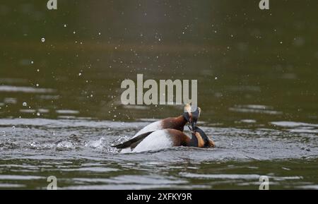 Due Grebes Slavoniani maschi (Podiceps auritus) combattono per il territorio nidificante. Porsanger Fjord, Finmark, Norvegia Foto Stock